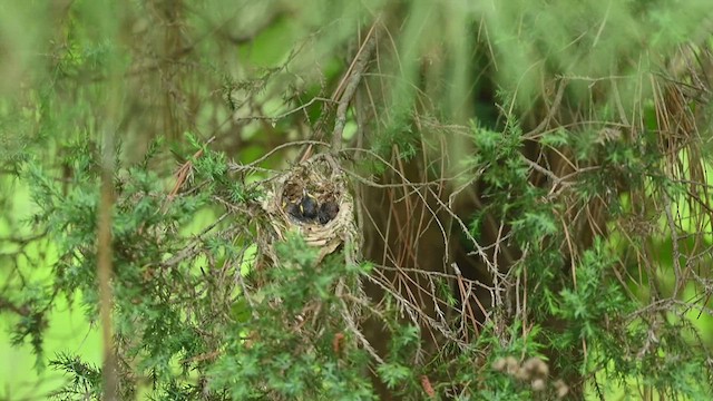 Viréo aux yeux blancs - ML447825781