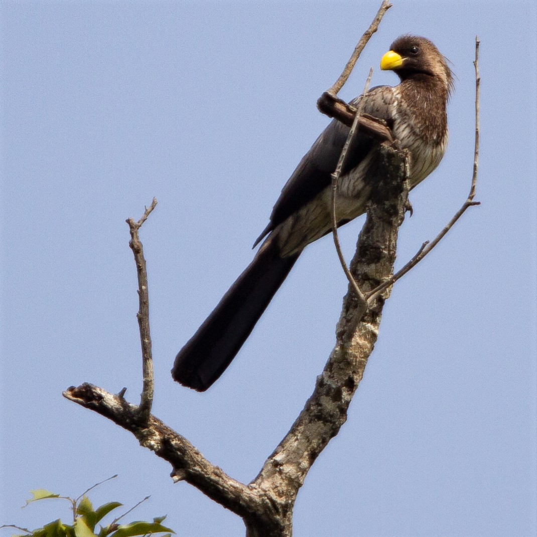 Western Plantain-eater - ML447825801