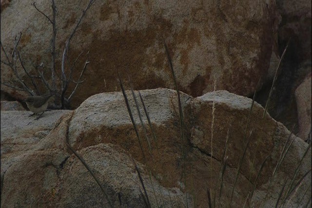 Rock Wren (Northern) - ML447826