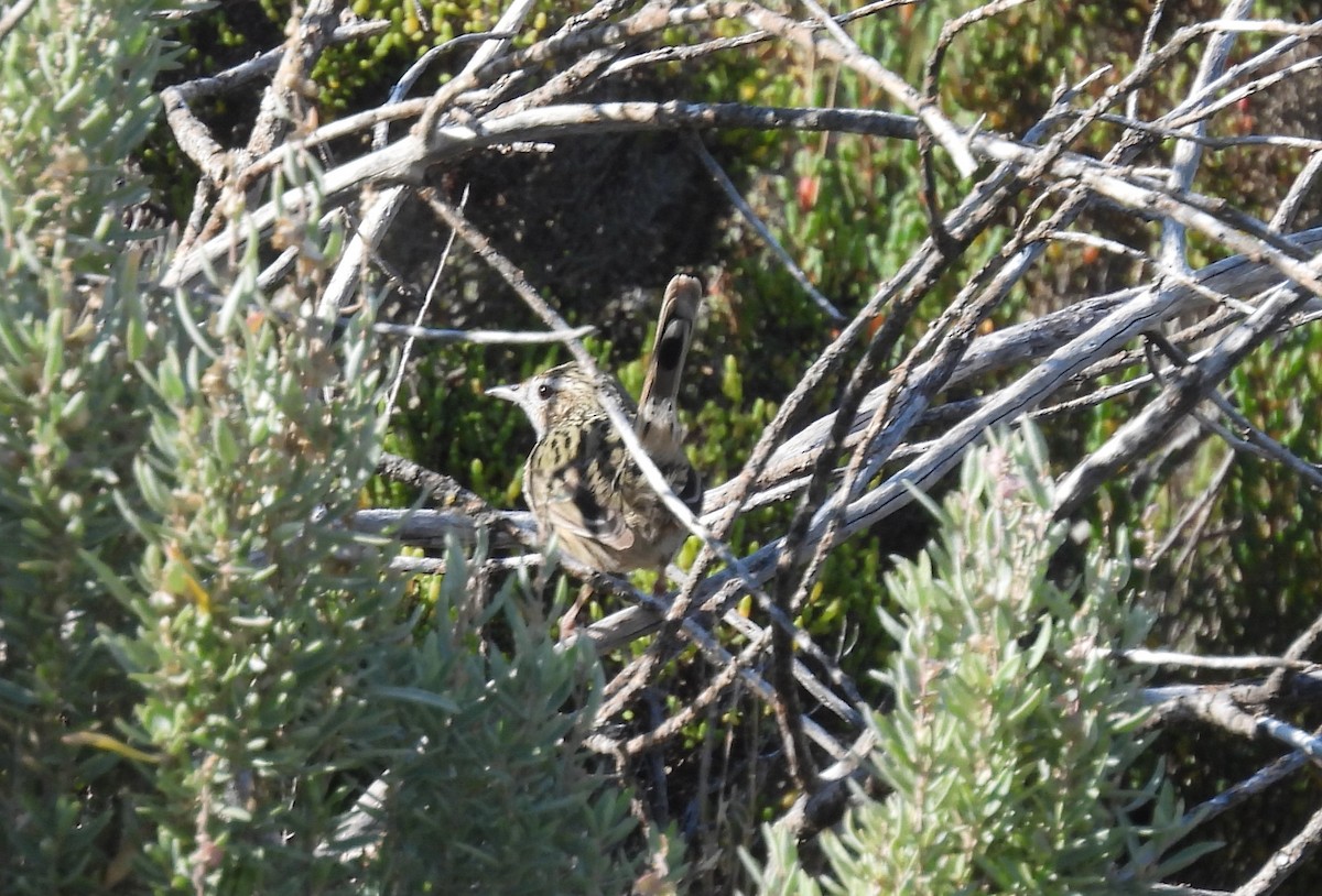 Striated Fieldwren - ML447827951