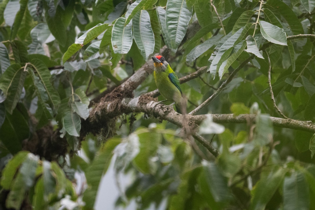 Golden-throated Barbet - Charles Thomas