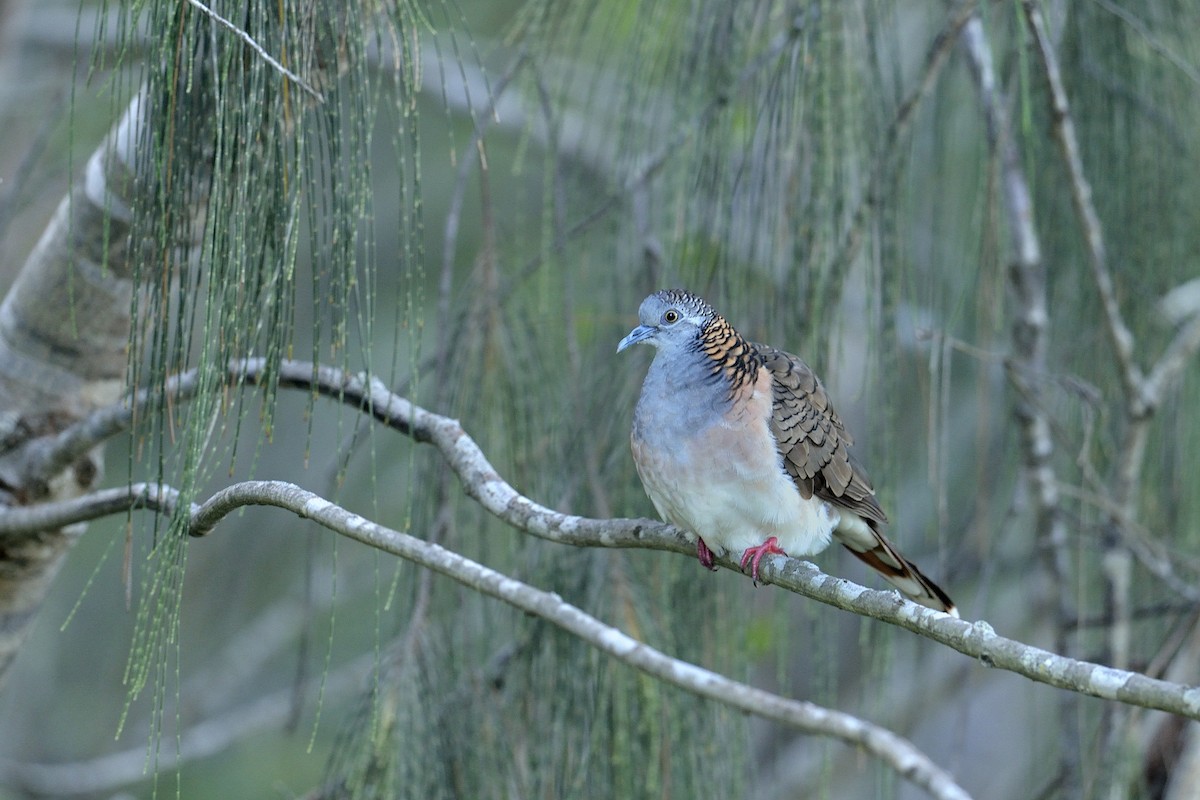 Bar-shouldered Dove - ML447828491