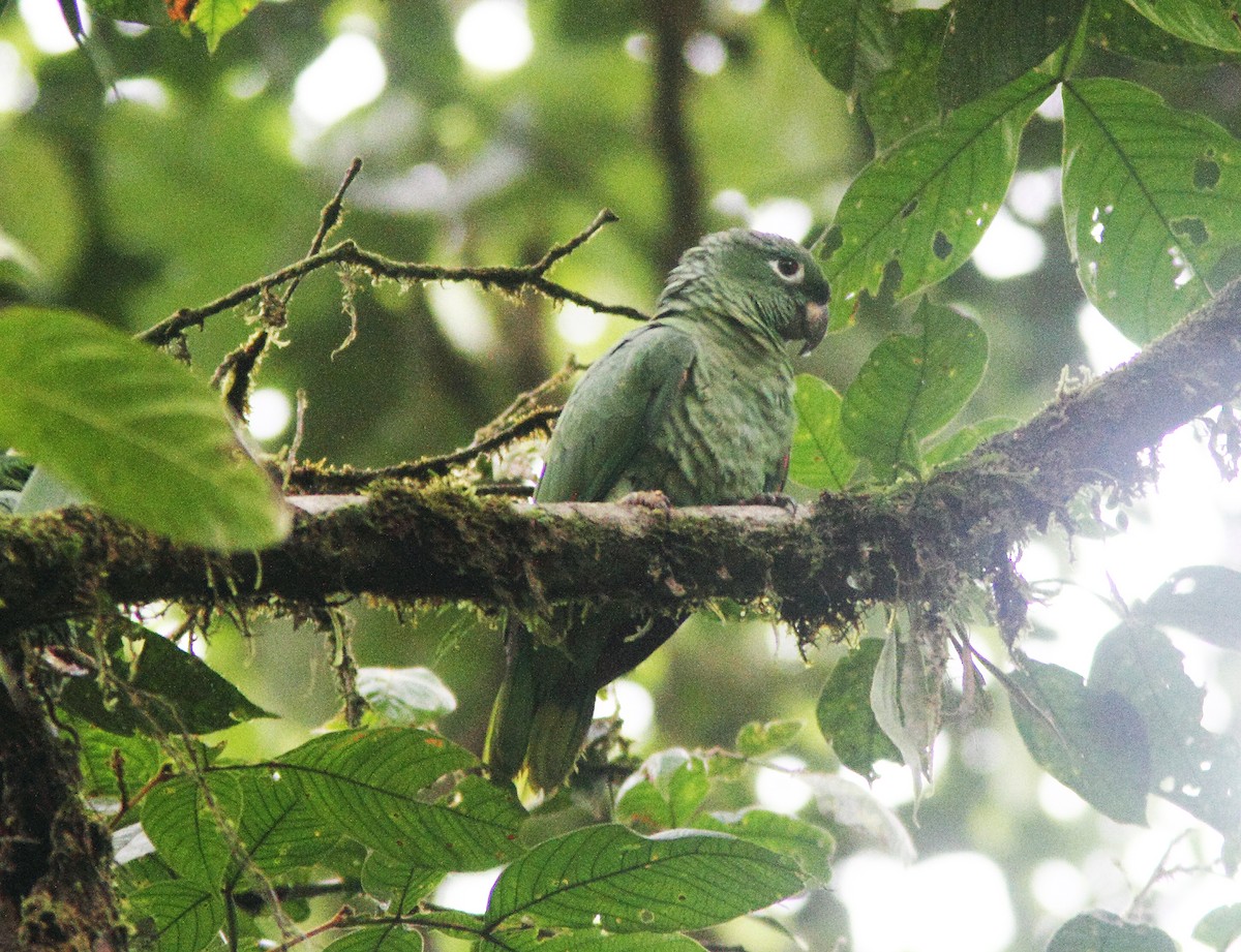 ムジボウシインコ（farinosa） - ML447828801