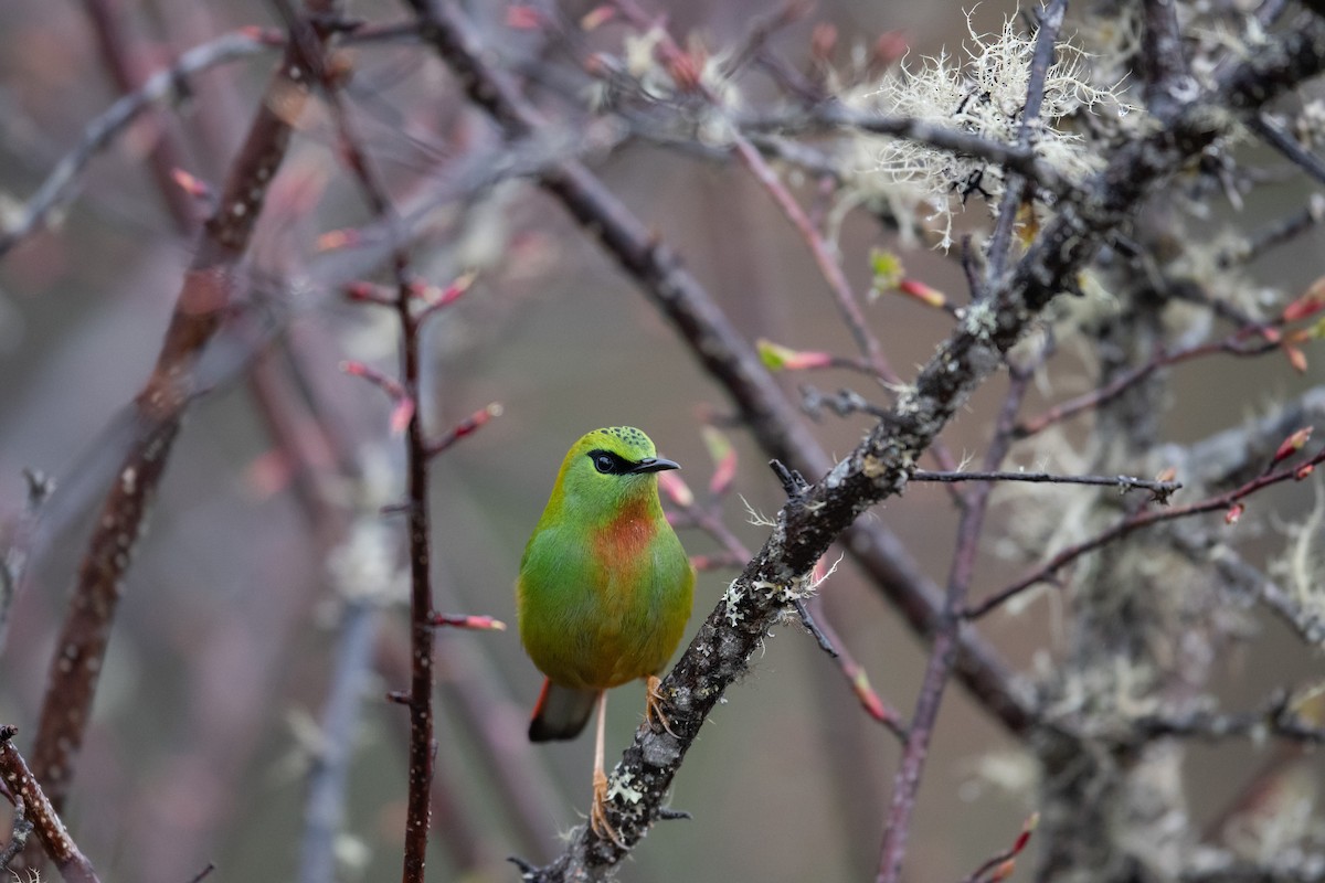 Fire-tailed Myzornis - ML447828971