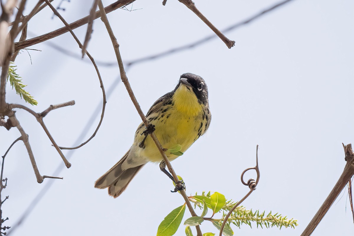 Kirtland's Warbler - Andrew Newmark