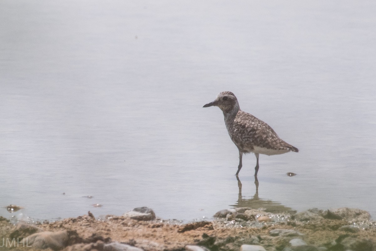 Black-bellied Plover - ML447834481