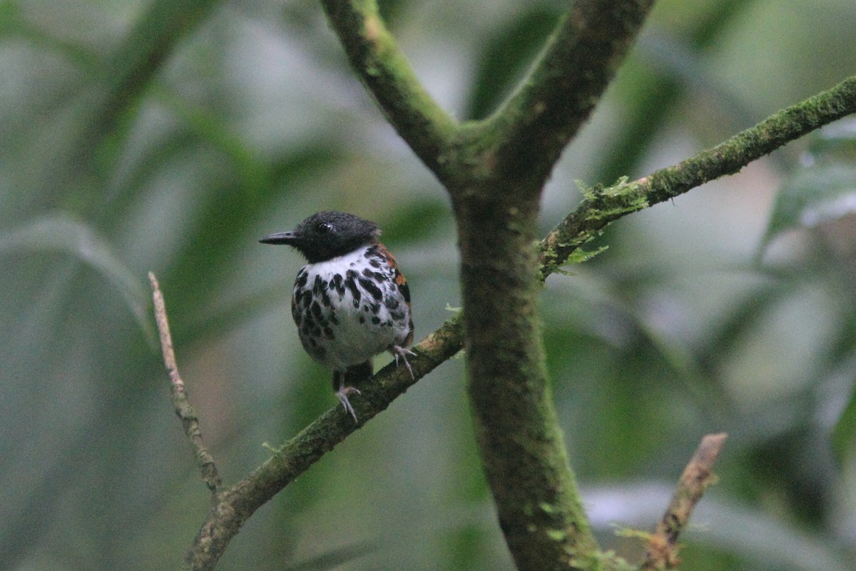 Spotted Antbird - William Price