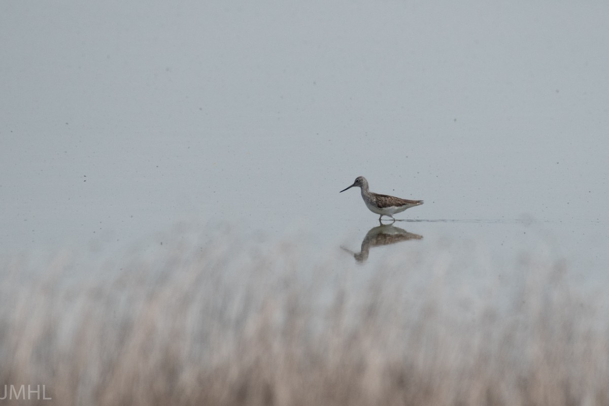 Common Greenshank - ML447835171