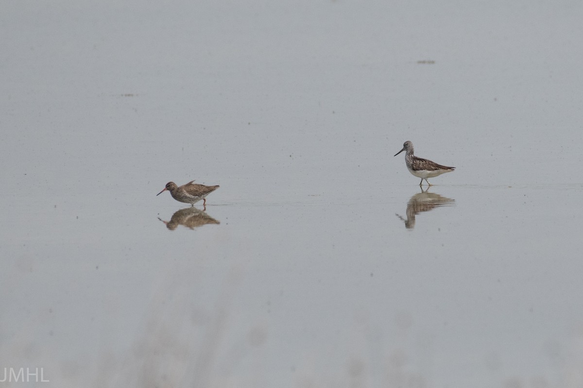 Common Greenshank - ML447835181