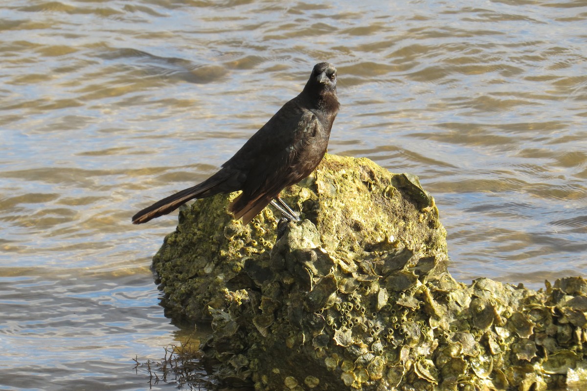 Common Grackle - ML447835961