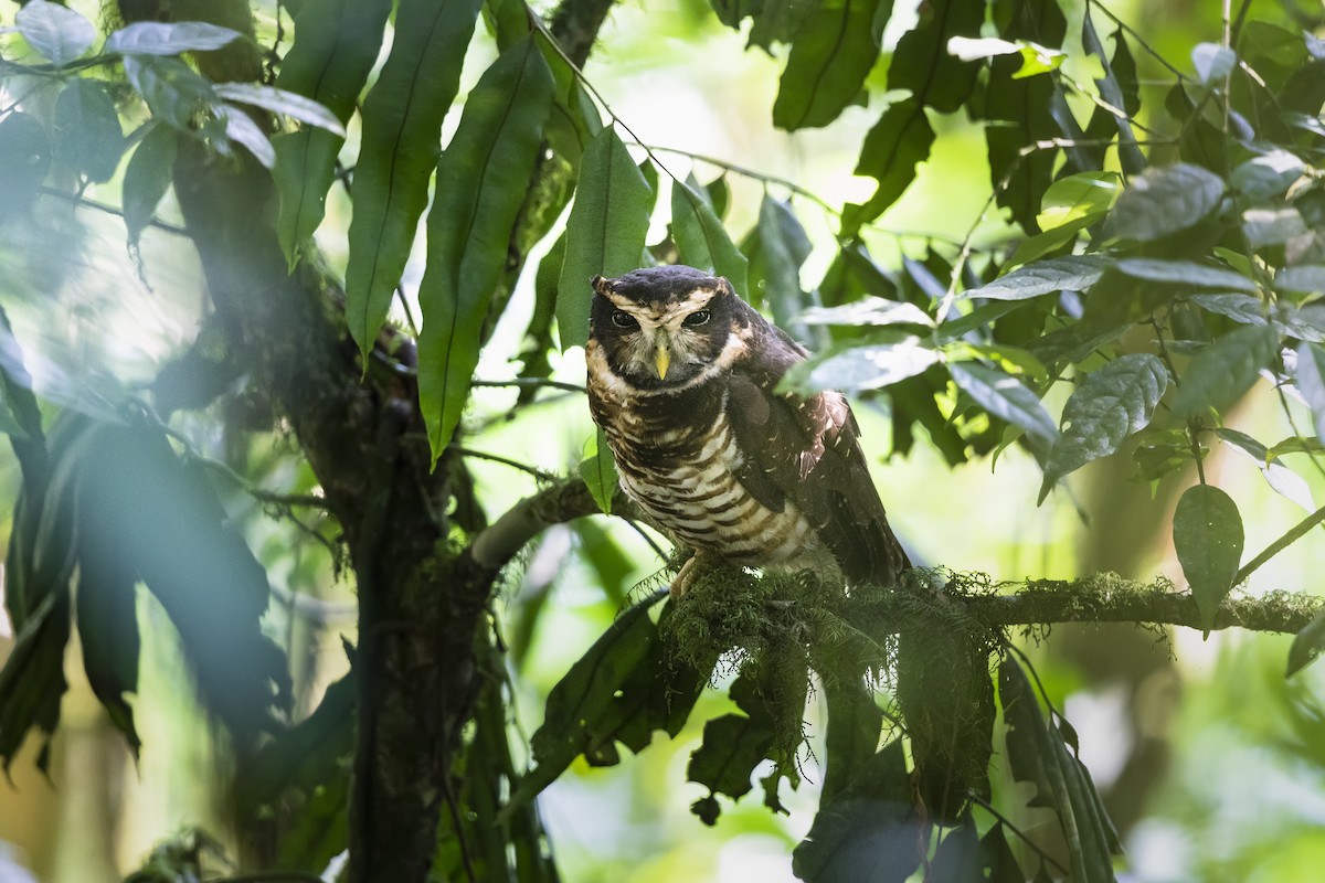 Band-bellied Owl - ML447840671