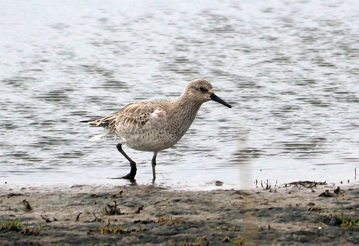 Red Knot - ML447841561