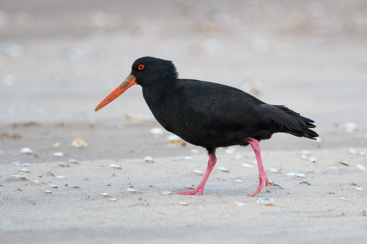 Variable Oystercatcher - ML447842391