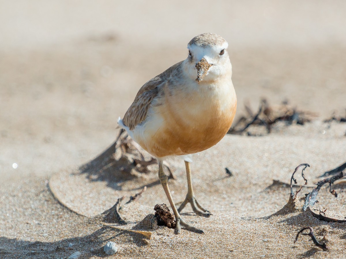 Red-breasted Dotterel (Northern) - ML447842431