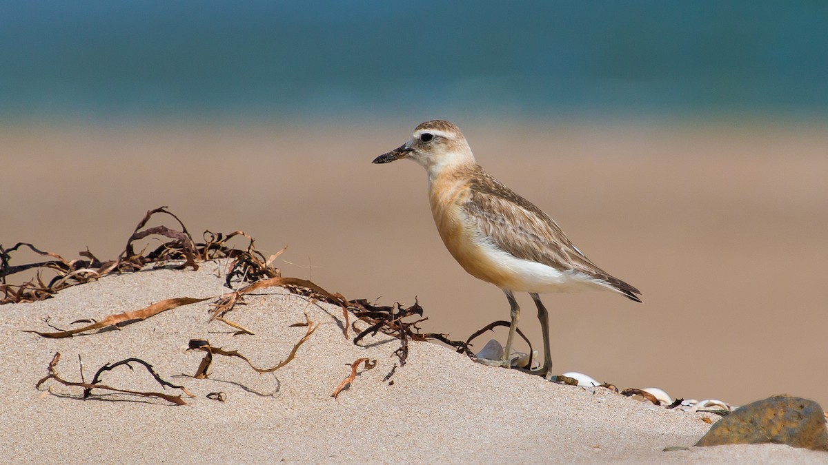 Red-breasted Dotterel (Northern) - ML447842441