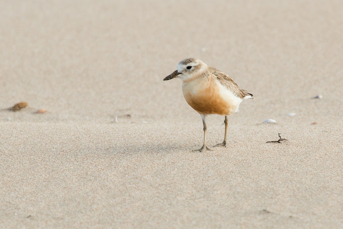 Red-breasted Dotterel (Northern) - ML447842461