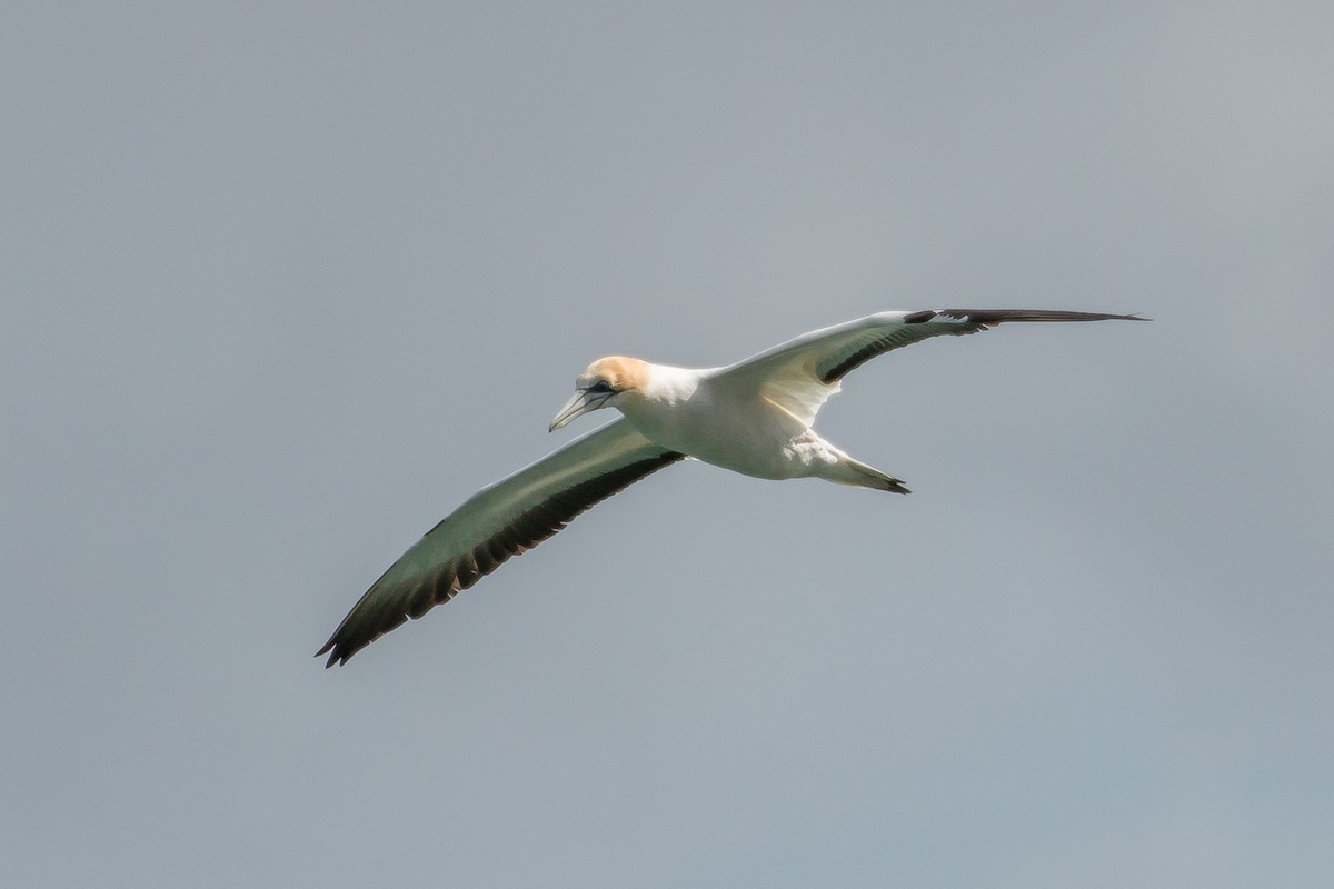 Australasian Gannet - ML447842491