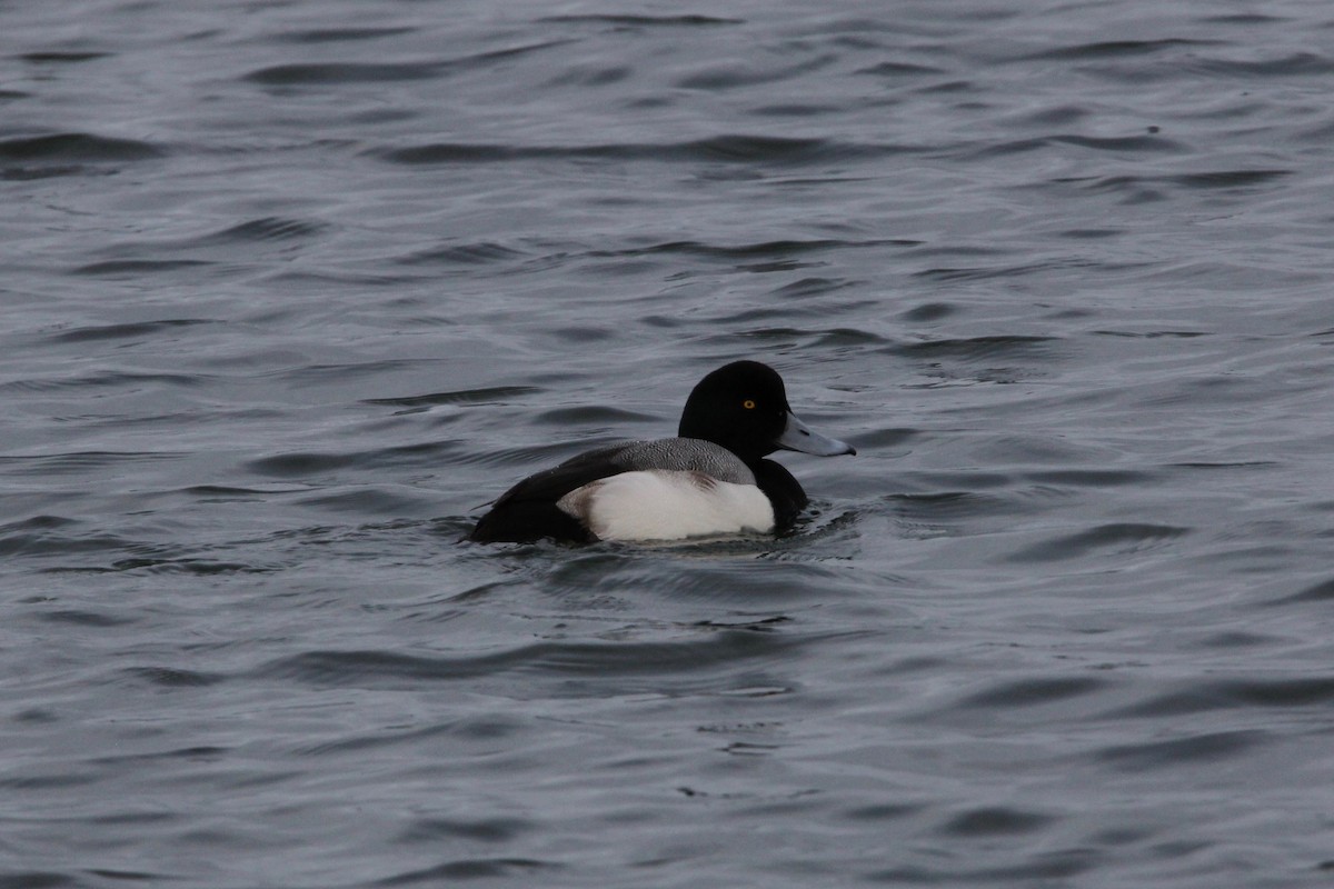 Greater Scaup - ML44784251