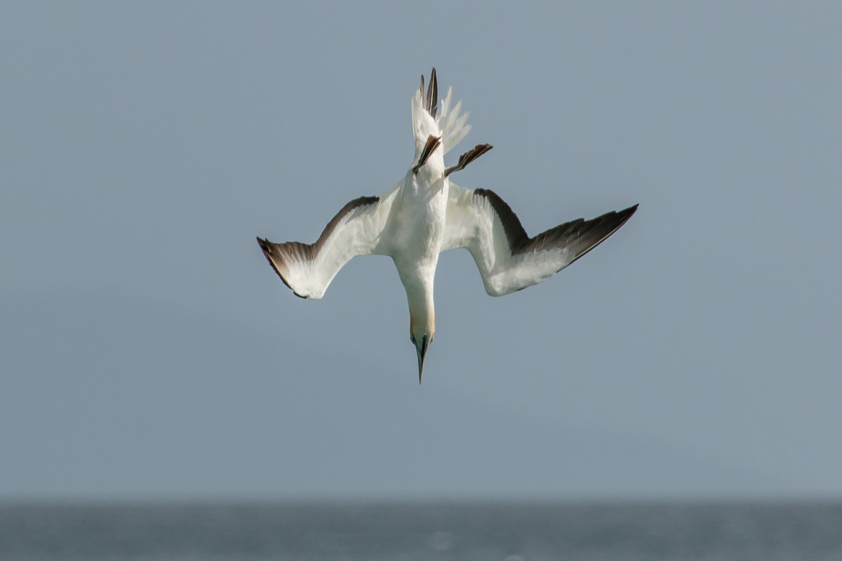 Australasian Gannet - ML447842511