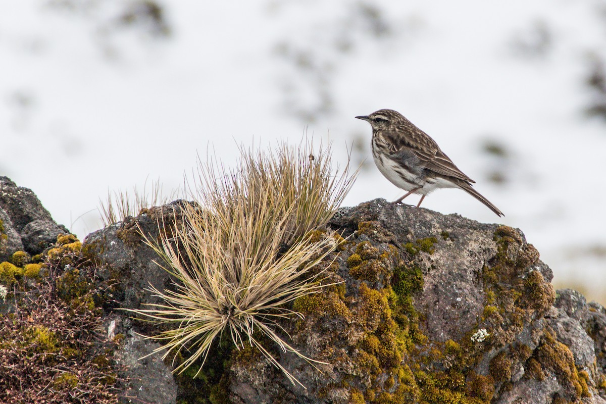 New Zealand Pipit - Torben Langer