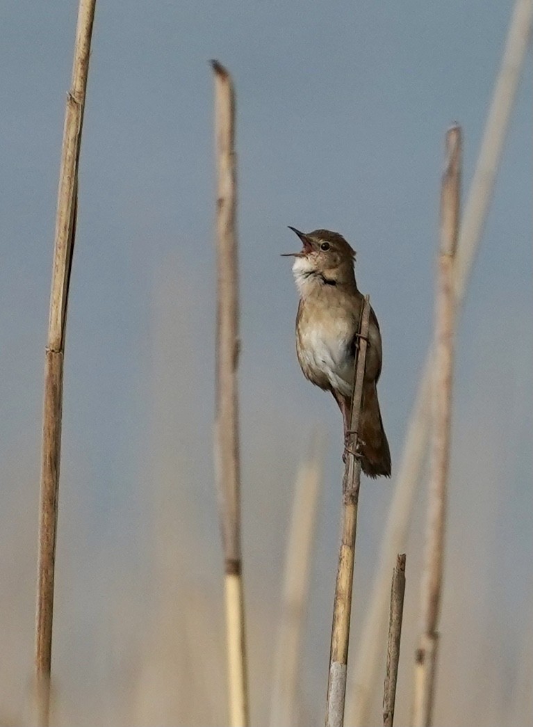 Savi's Warbler - ML447843791