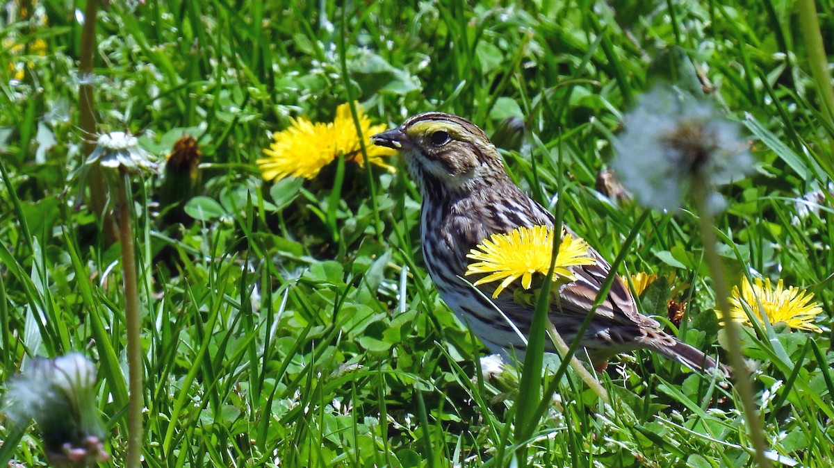 Savannah Sparrow - ML447843881