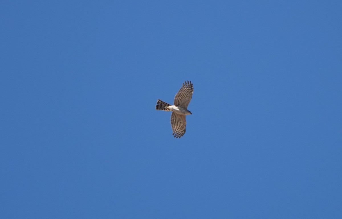 Sharp-shinned Hawk - ML447844481