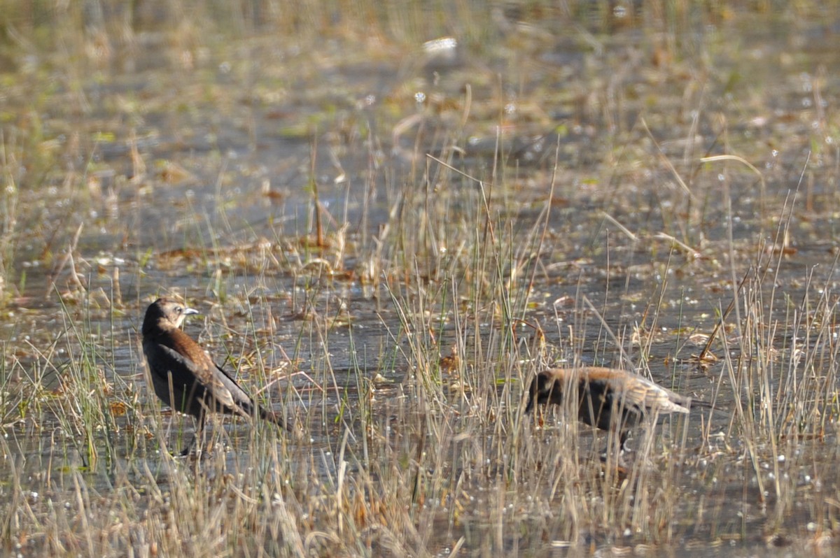 Rusty Blackbird - ML44784501