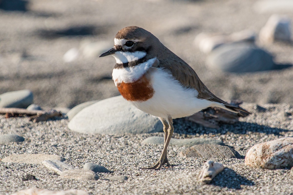 Double-banded Plover - ML447845071