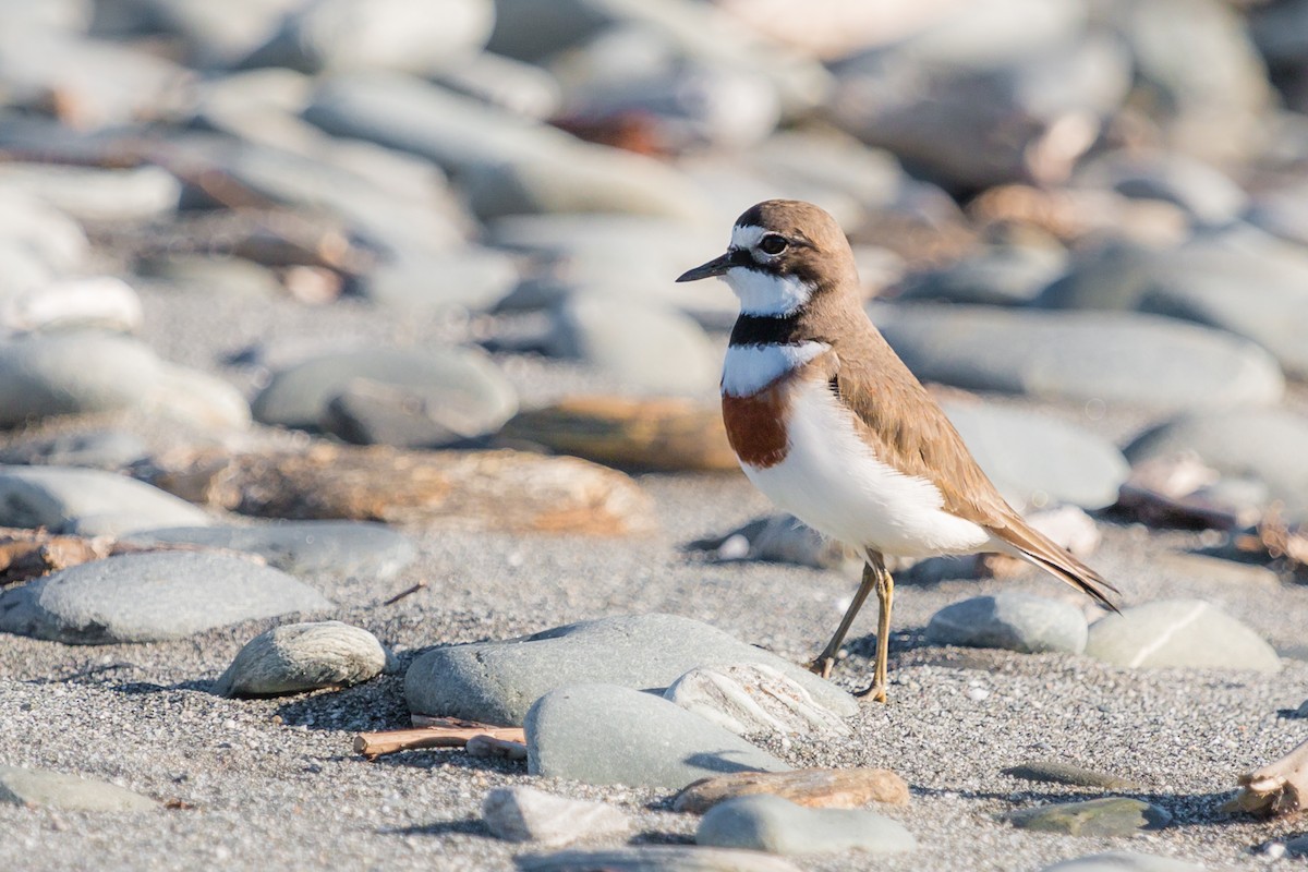 Double-banded Plover - ML447845081