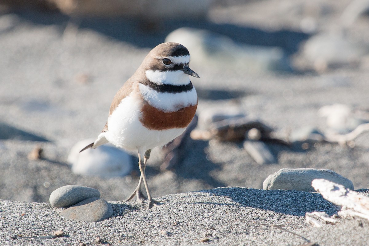 Double-banded Plover - ML447845101