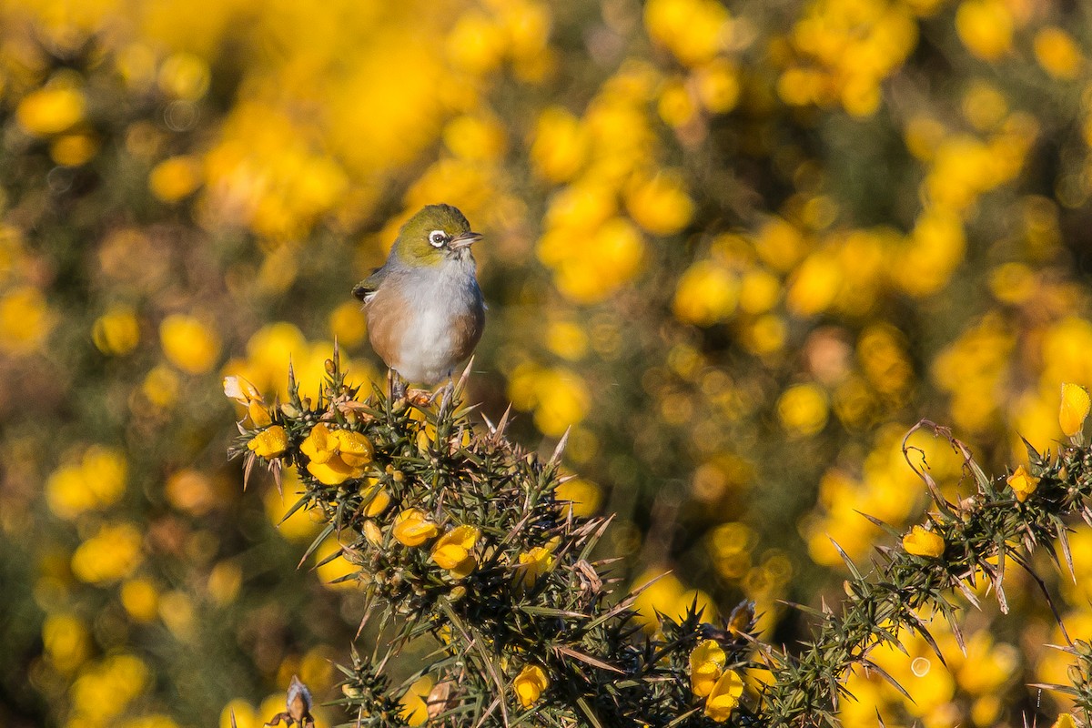 Silvereye - ML447845241