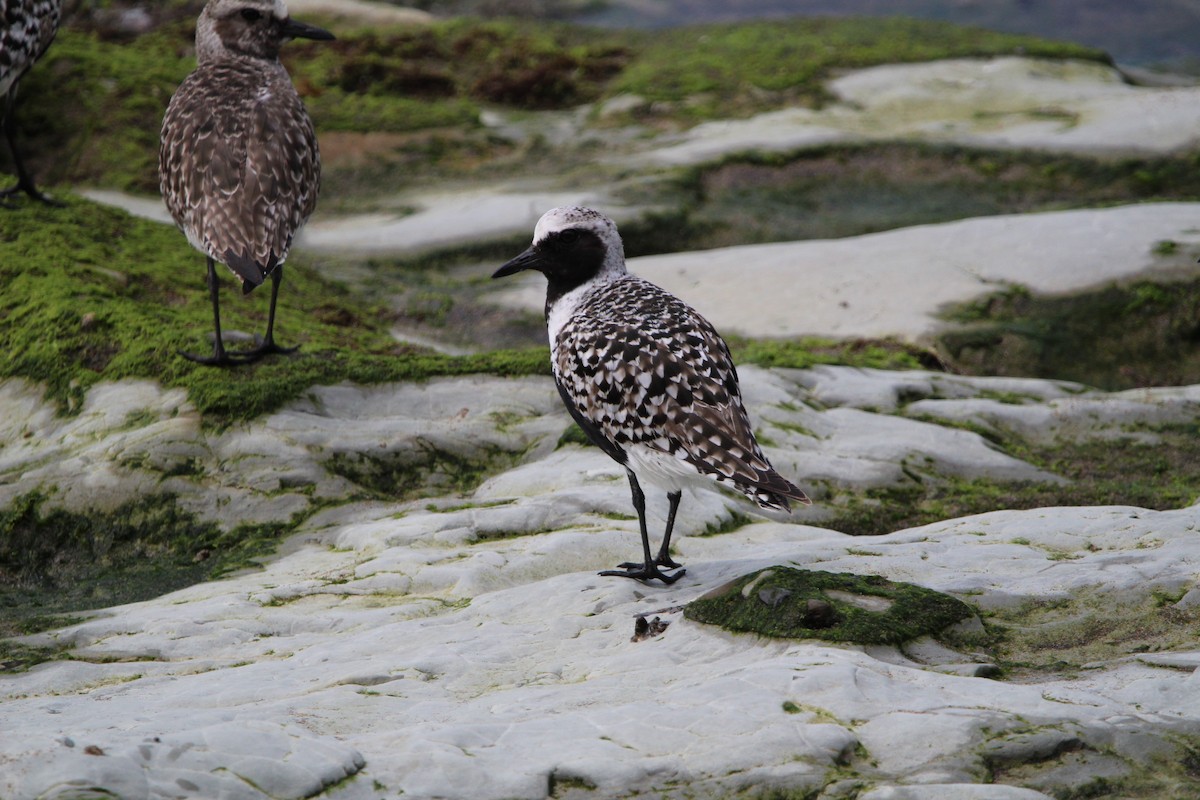 Black-bellied Plover - ML447845381