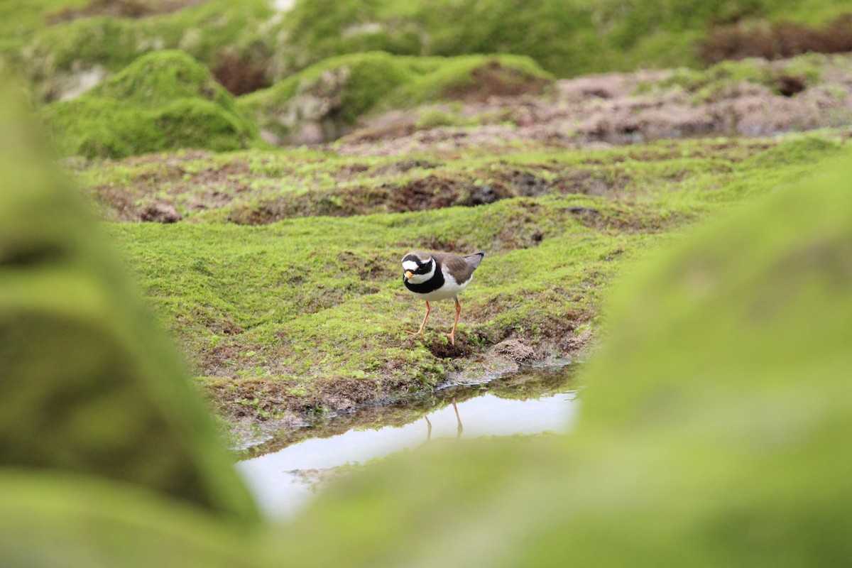 Common Ringed Plover - ML447845461
