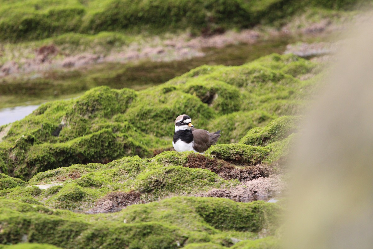 Common Ringed Plover - ML447845471