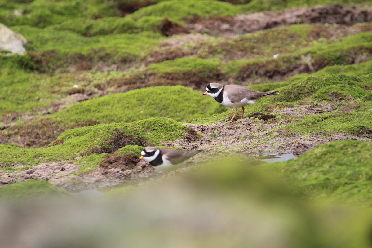 Common Ringed Plover - ML447845481