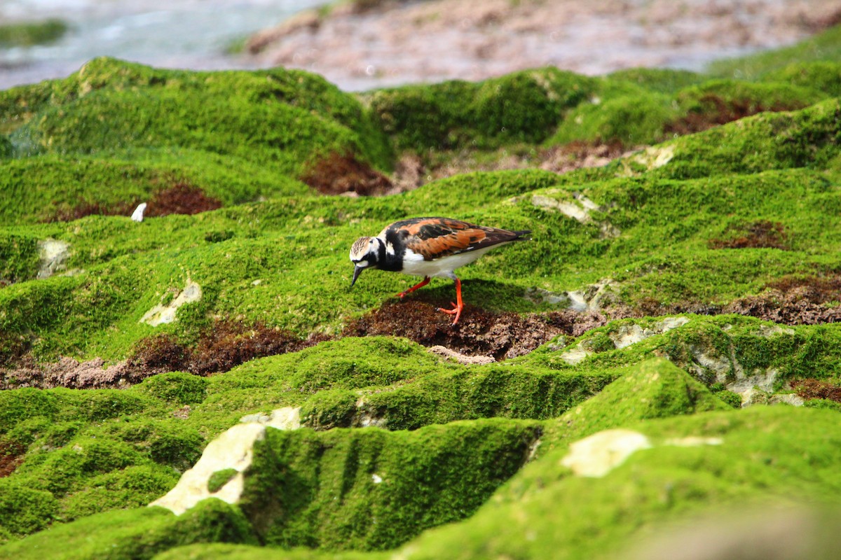 Ruddy Turnstone - ML447845691