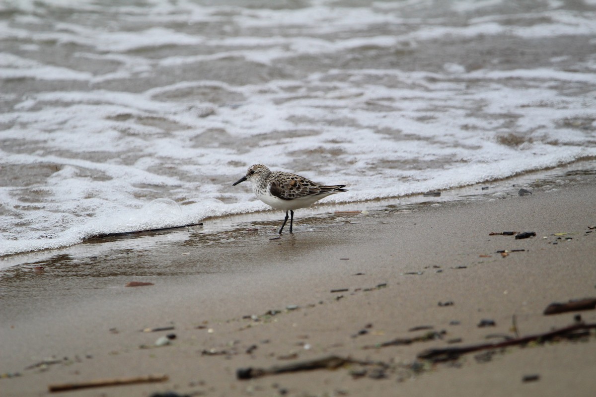 Sanderling - ML447845871