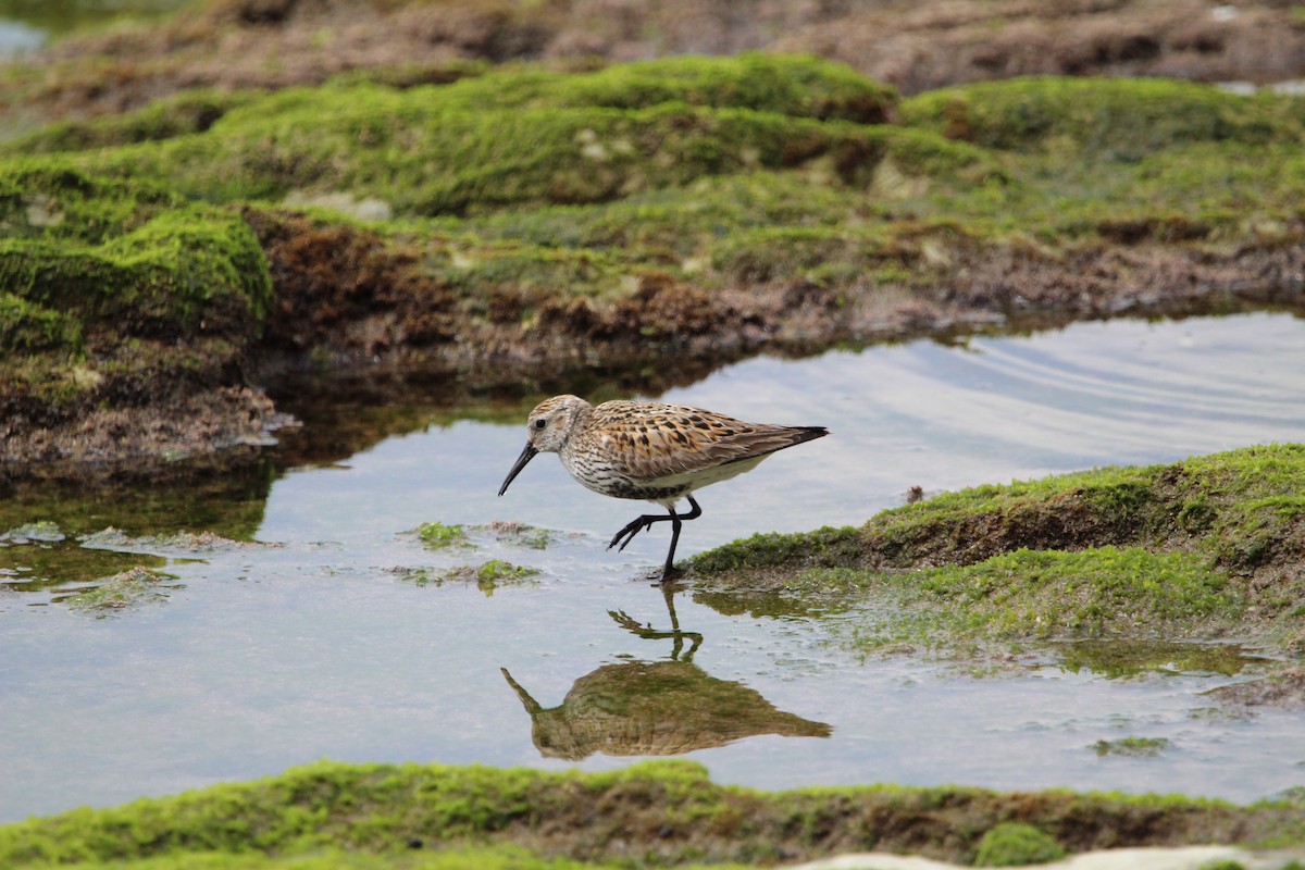 Dunlin - ML447846071