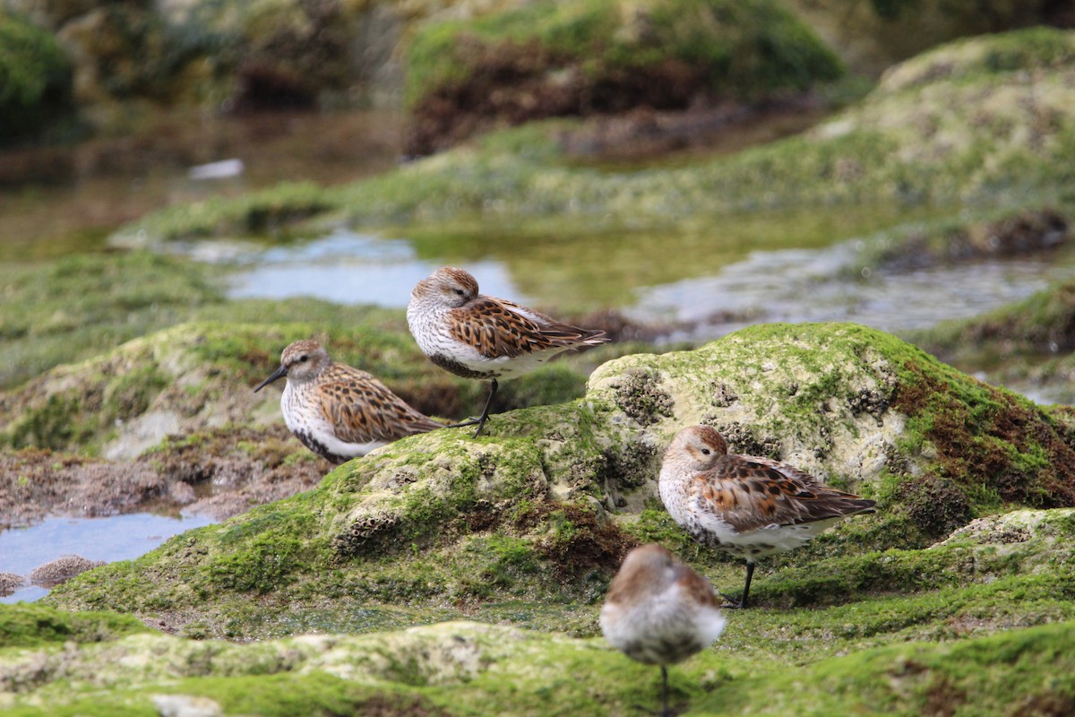 Dunlin - ML447846121