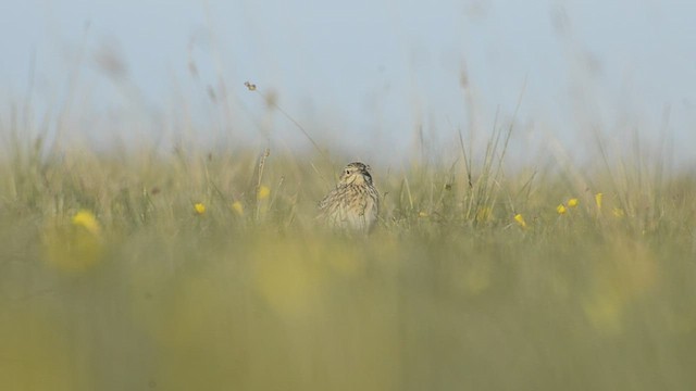 Pipit à plastron - ML447850141