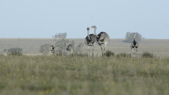 Greater Rhea - ML447850151