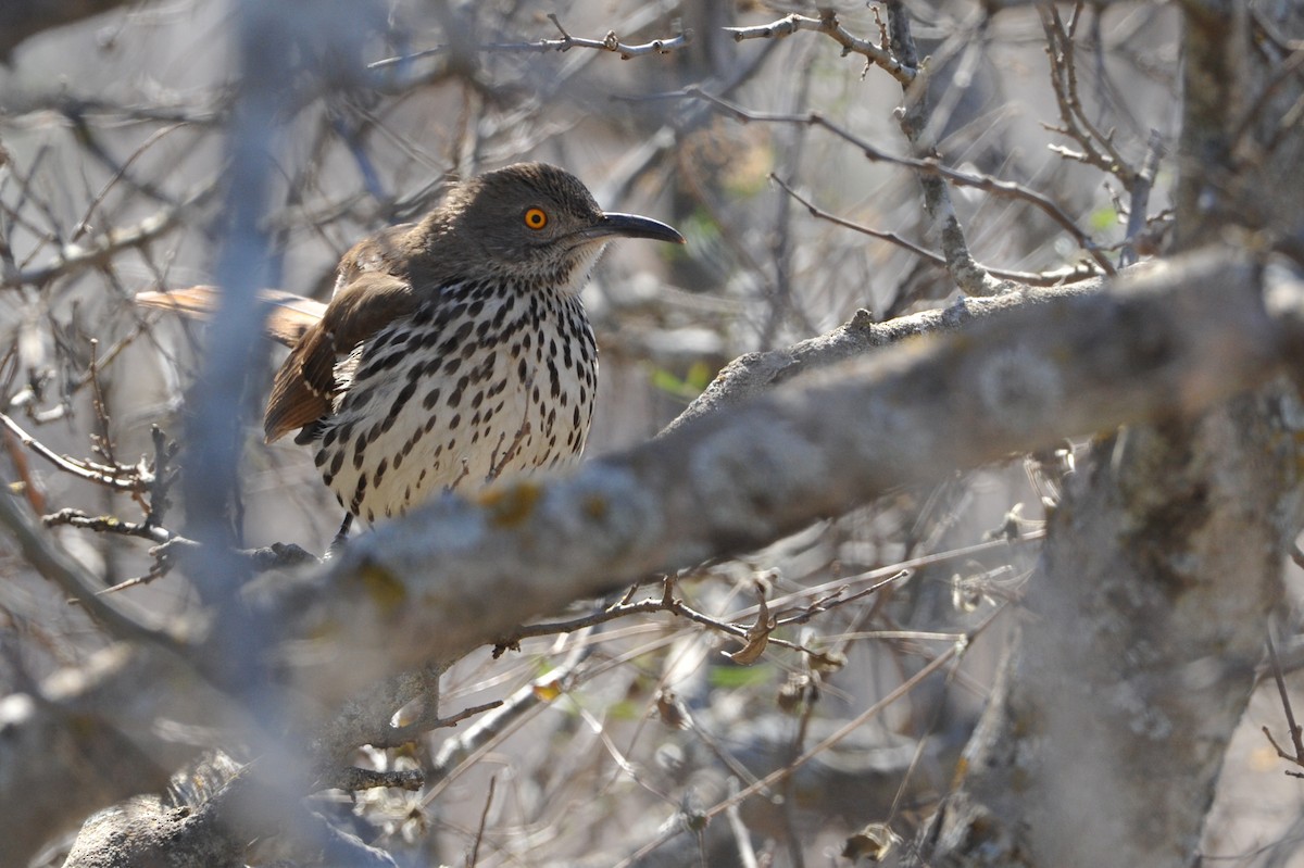 Long-billed Thrasher - ML44785031