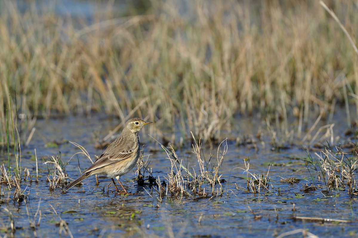 American Pipit - Bryan Calk