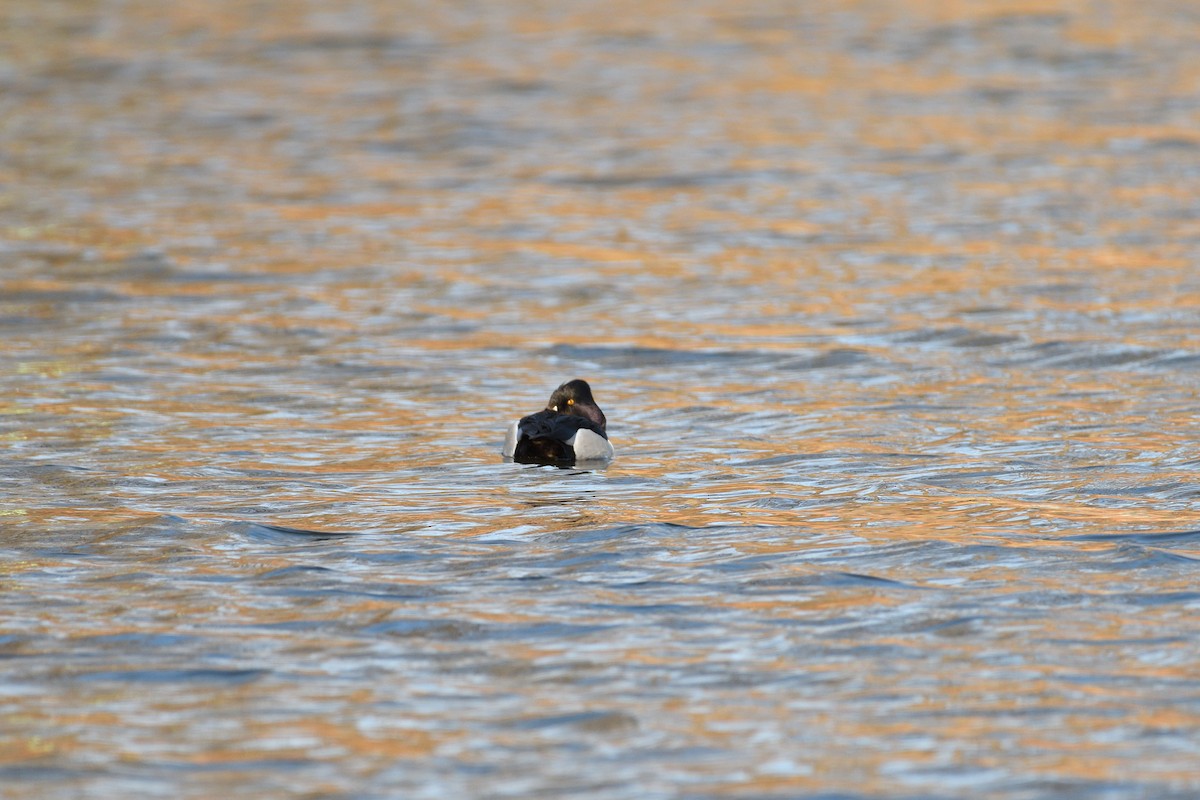 Ring-necked Duck - ML447852321