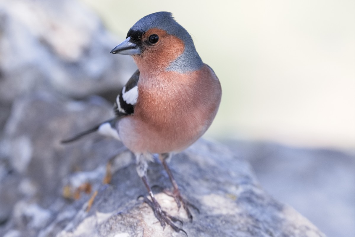 Common Chaffinch - Bruce Kerr