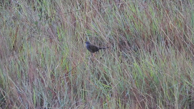 Wedge-tailed Grass-Finch - ML447853501