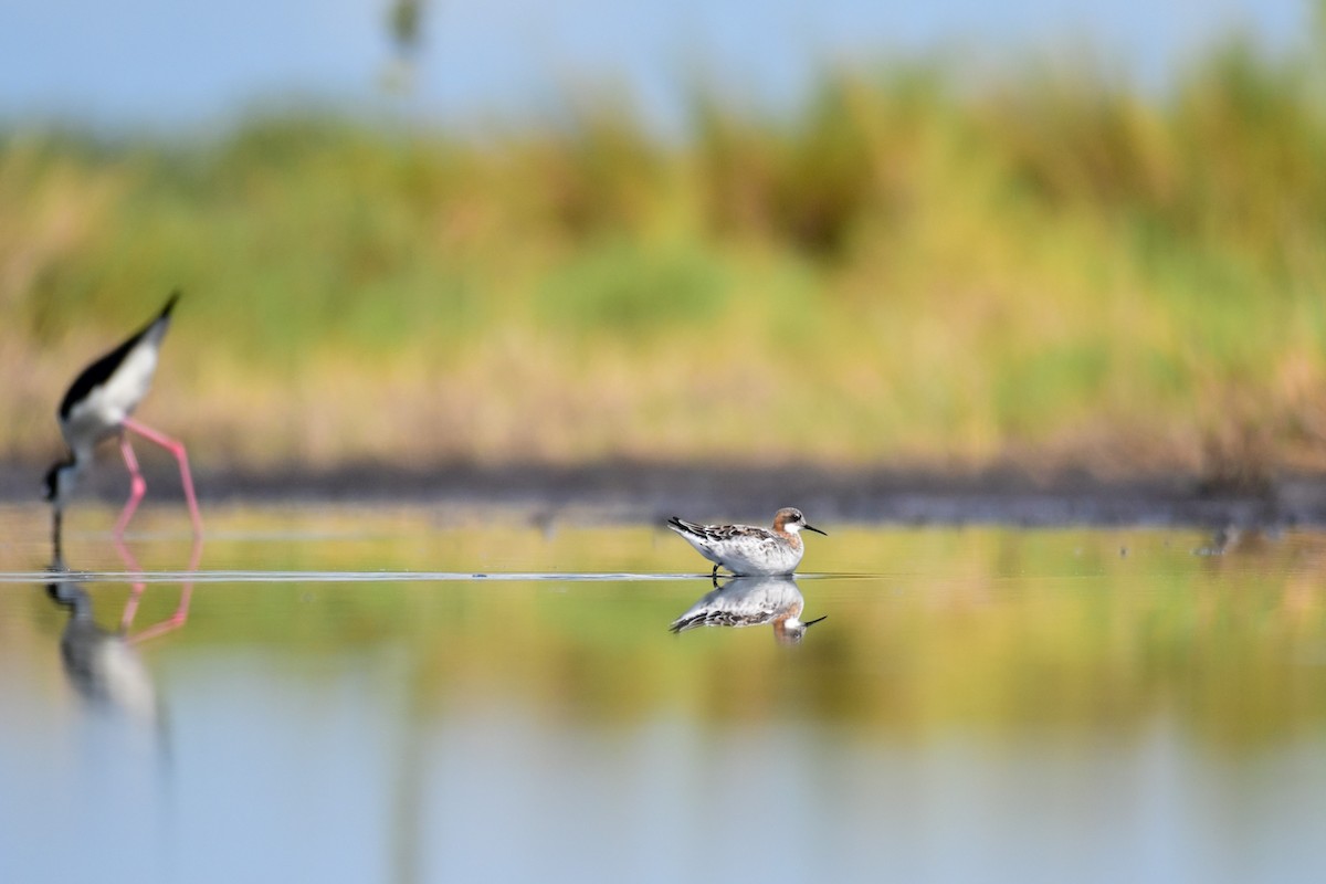 Red-necked Phalarope - ML447854461