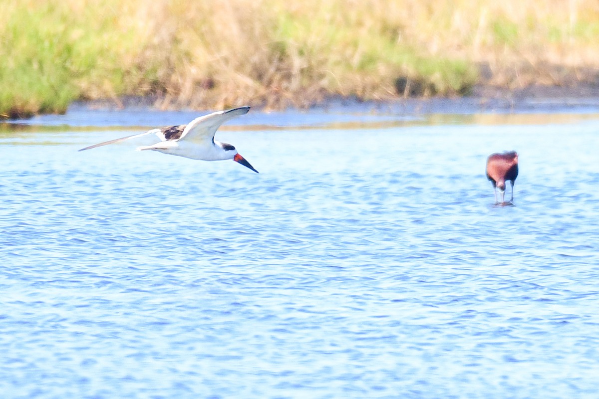 Black Skimmer - Raphaël Nussbaumer