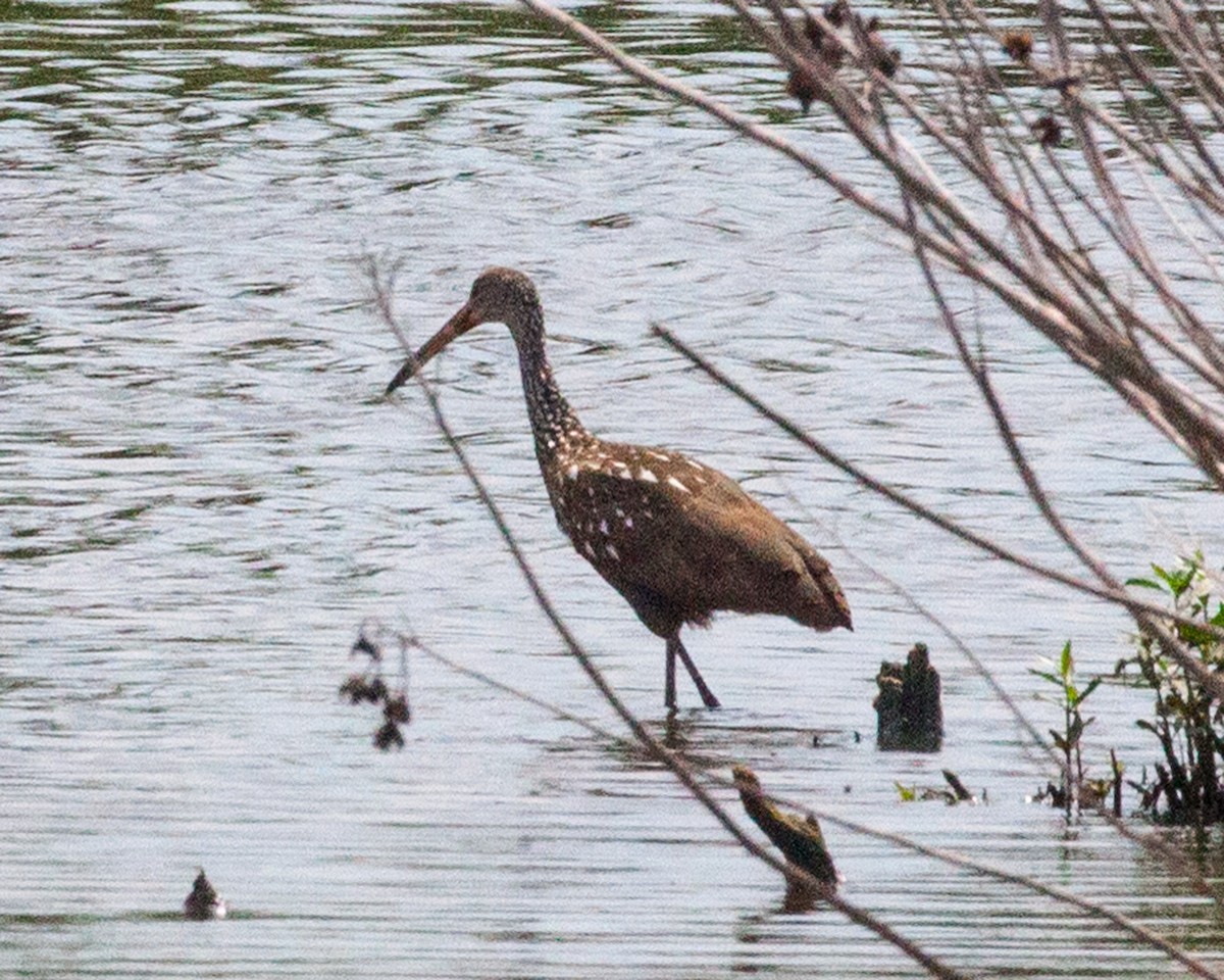 Limpkin - ML447855511